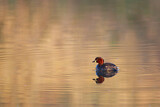 Image. Little Grebe