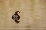 Image. Little Grebe