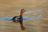 Image. Little Grebe