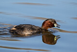 Image. Little Grebe