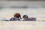 Image. Little Grebe