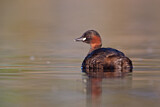 Image. Little Grebe