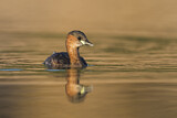 Image. Little Grebe