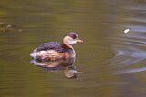 Image. Little Grebe