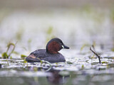 Image. Little Grebe