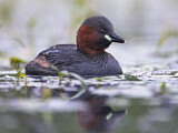 Image. Little Grebe