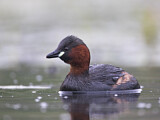 Image. Little Grebe