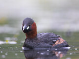 Image. Little Grebe