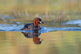 Image. Little Grebe