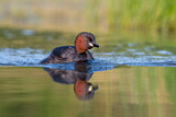 Image. Little Grebe