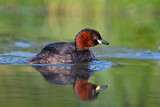 Image. Little Grebe
