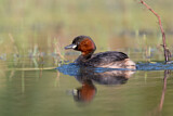 Image. Little Grebe