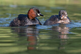 Image. Little Grebe