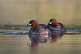 Image. Little Grebe