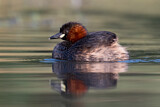 Image. Little Grebe