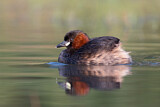 Image. Little Grebe
