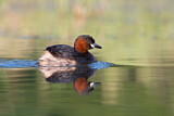 Image. Little Grebe