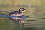 Image. Little Grebe