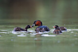 Image. Little Grebe
