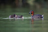 Image. Little Grebe