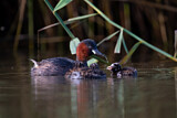 Image. Little Grebe