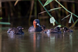 Image. Little Grebe