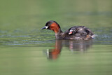 Image. Little Grebe