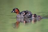 Image. Little Grebe