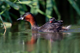 Image. Little Grebe