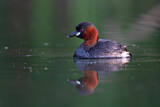Image. Little Grebe