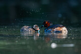 Image. Little Grebe