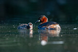 Image. Little Grebe