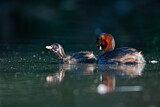Image. Little Grebe