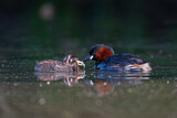 Image. Little Grebe