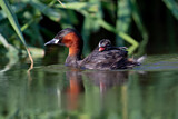 Image. Little Grebe
