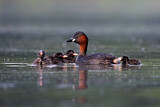 Image. Little Grebe