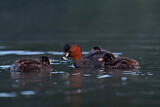 Image. Little Grebe