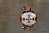 Image. Little Grebe