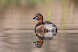 Image. Little Grebe