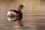 Image. Little Grebe