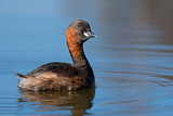 Image. Little Grebe