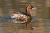 Image. Little Grebe