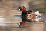 Image. Little Grebe