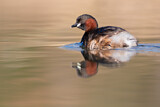 Image. Little Grebe