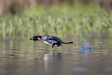 Image. Little Grebe