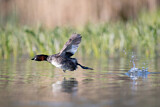 Image. Little Grebe