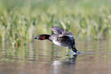 Image. Little Grebe