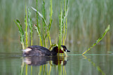 Image. Little Grebe