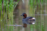 Image. Little Grebe