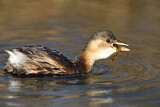 Image. Little Grebe